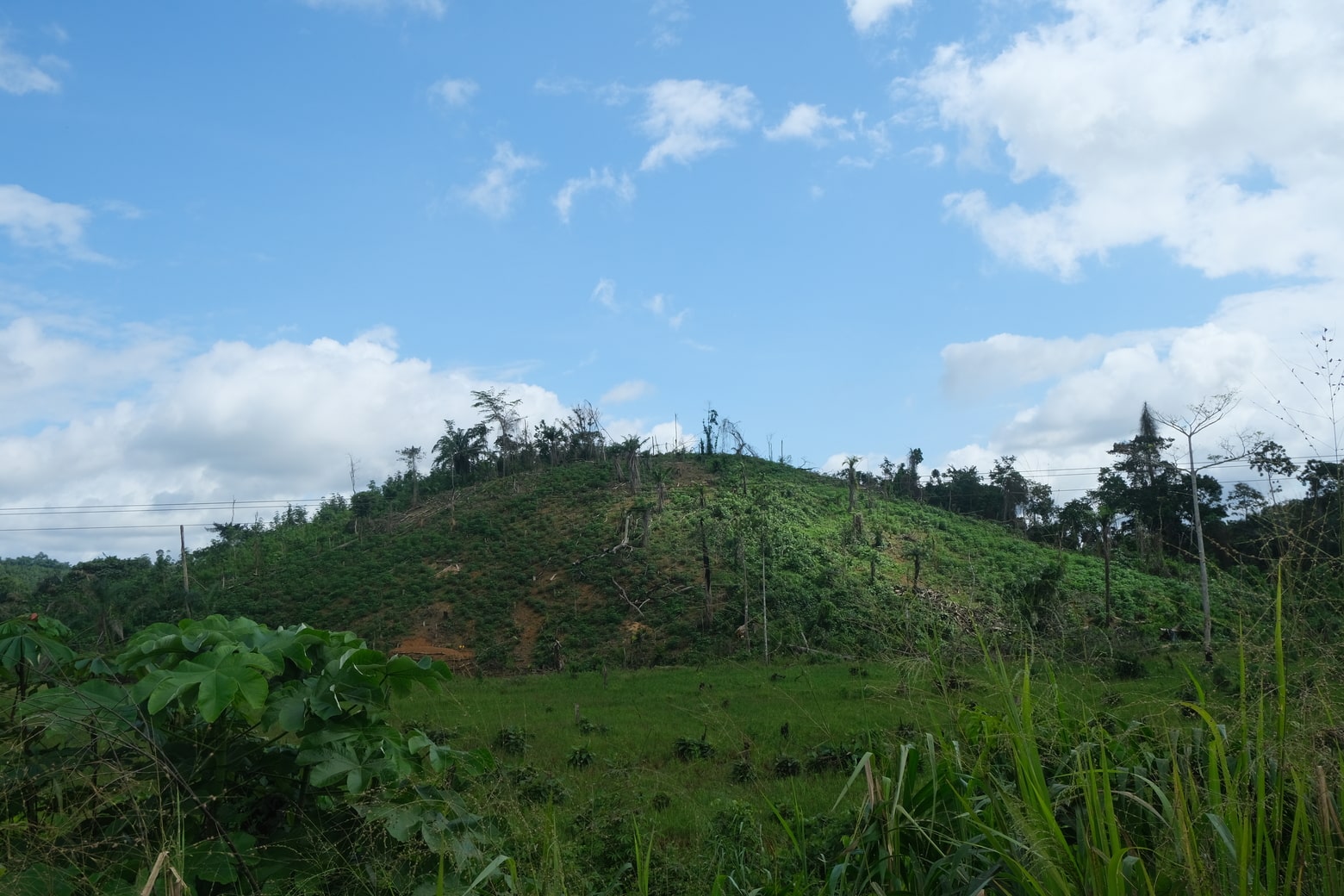The unsustainable price of cocoa