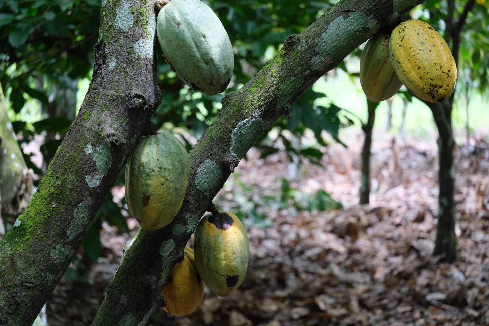 The unsustainable price of cocoa